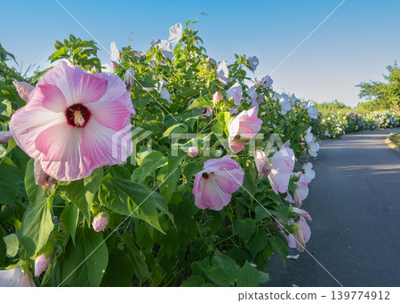 The Confederate Rose in full bloom along the Higashi-Shinike walking path in Hyoko Waterfowl Park. The Confederate Rose in full bloom along the Higashi-Shinike walking path in Hyoko Waterfowl Park. 139774912