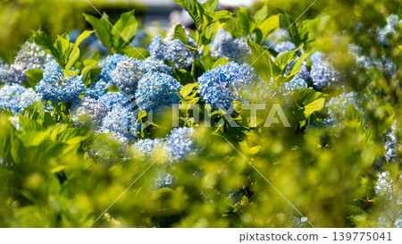 山下公園的繡球花 山下公園的繡球花 139775041