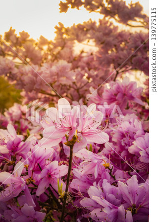 Pink azaleas stand out beautifully against the backdrop of a golden sunset. Pink azaleas stand out beautifully against the backdrop of a golden sunset. 139775115