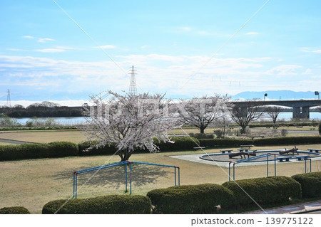 阿賀野川河床公園的櫻花(新潟縣新潟市東區) 阿賀野川河床公園的櫻花(新潟縣新潟市東區) 139775122