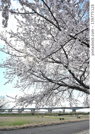 阿賀野川河床公園的櫻花(新潟縣新潟市東區) 阿賀野川河床公園的櫻花(新潟縣新潟市東區) 139775128