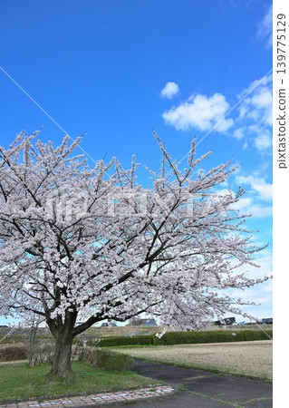 阿賀野川河床公園的櫻花(新潟縣新潟市東區) 阿賀野川河床公園的櫻花(新潟縣新潟市東區) 139775129