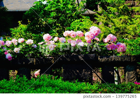Brick buildings and pink roses are in bloom. Brick buildings and pink roses are in bloom. 139775265