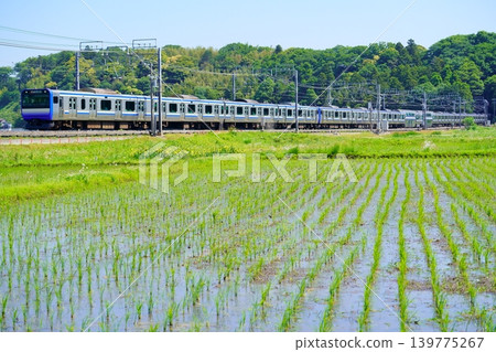 E235 series train running through the green rice paddies 139775267