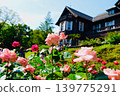 Red roses in the former Furukawa Garden (B) 139775291