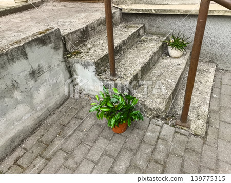 Potted Green Plant on Concrete Steps Potted Green Plant on Concrete Steps 139775315