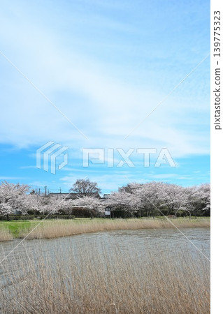 Cherry blossom trees in Sagata Park (Nishi Ward, Niigata City, Niigata Prefecture) Cherry blossom trees in Sagata Park (Nishi Ward, Niigata City, Niigata Prefecture) 139775323