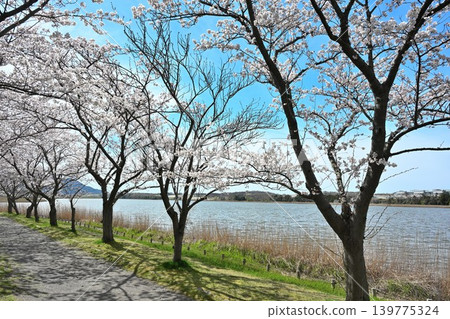 Cherry blossom trees in Sagata Park (Nishi Ward, Niigata City, Niigata Prefecture) Cherry blossom trees in Sagata Park (Nishi Ward, Niigata City, Niigata Prefecture) 139775324