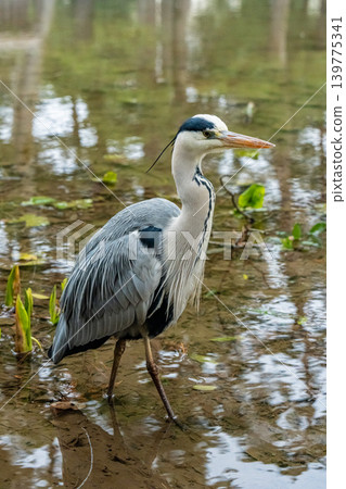 Great Blue Heron in Kenrokuen Garden, Kanazawa, Japan Great Blue Heron in Kenrokuen Garden, Kanazawa, Japan 139775341