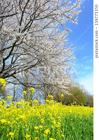 上關形公園(新潟縣新潟市西館區)的油菜花與櫻花 上關形公園(新潟縣新潟市西館區)的油菜花與櫻花 139775350