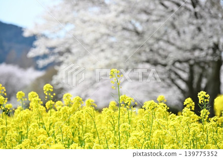 上關形公園(新潟縣新潟市西館區)的油菜花與櫻花 上關形公園(新潟縣新潟市西館區)的油菜花與櫻花 139775352