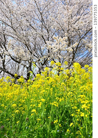 Rape blossoms and cherry blossoms at Kamisekigata Park (Nishikan-ku, Niigata City, Niigata Prefecture) Rape blossoms and cherry blossoms at Kamisekigata Park (Nishikan-ku, Niigata City, Niigata Prefecture) 139775353