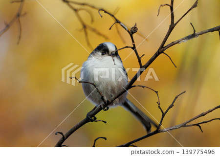 Long-tailed long-tailed small white bird popular for its cute gestures Long-tailed long-tailed small white bird popular for its cute gestures 139775496