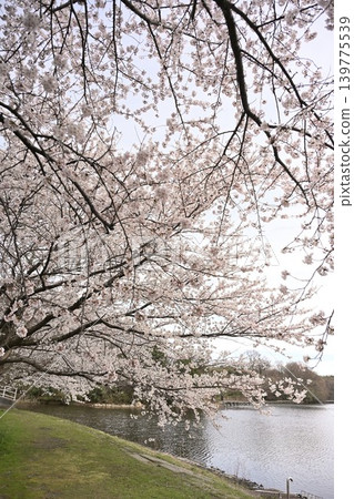 Cherry blossoms at Nikatei (Nishikan-ku, Niigata City, Niigata Prefecture) 139775539