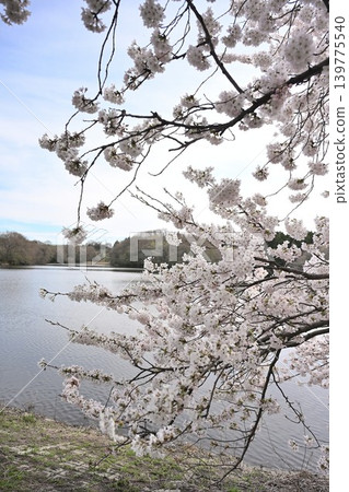 Cherry blossoms at Nikatei (Nishikan-ku, Niigata City, Niigata Prefecture) 139775540