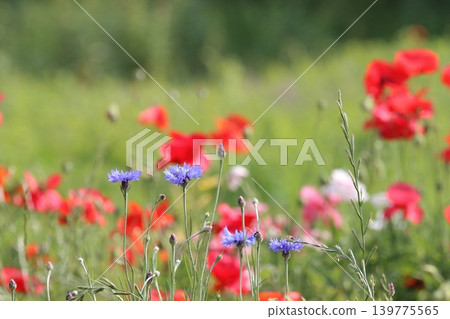藍色的矢車菊和紅色的罌粟花，色彩鮮豔奪目。 139775565