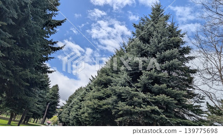 A big tree that shines in the blue sky A big tree that shines in the blue sky 139775698