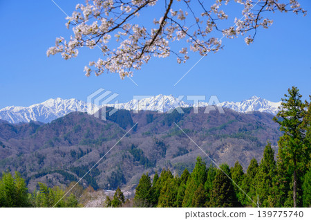 白雪皚皚的北阿爾卑斯山和櫻花[攝於長野市某地] 139775740
