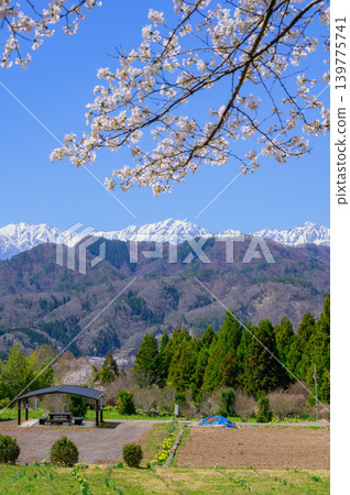 白雪皚皚的北阿爾卑斯山和櫻花[攝於長野市某地] 139775741