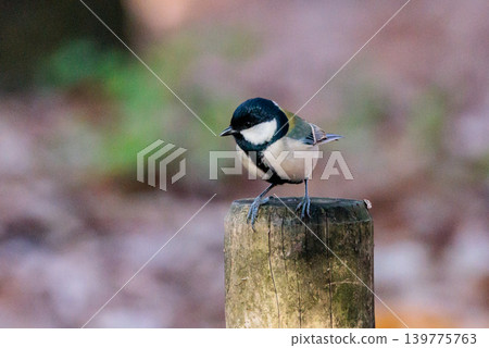 熟悉的野鳥大山雀與可愛的胸口 熟悉的野鳥大山雀與可愛的胸口 139775763