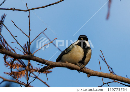熟悉的野鳥大山雀與可愛的胸口 熟悉的野鳥大山雀與可愛的胸口 139775764
