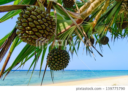 熱帶地區美麗的海灘和露兜樹的果實。 熱帶地區美麗的海灘和露兜樹的果實。 139775790