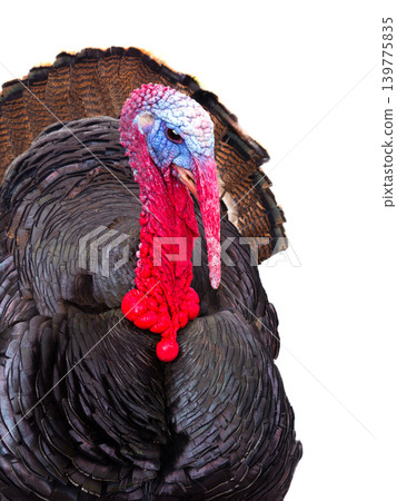 portrait male turkey isolated on white background portrait male turkey isolated on white background 139775835