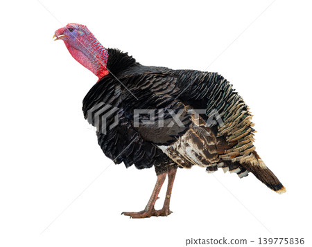 male turkey isolated on white background male turkey isolated on white background 139775836
