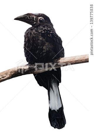 bushy-crested isolated on white background bushy-crested isolated on white background 139775838