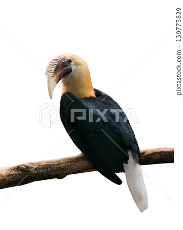 hornbill isolated on white background hornbill isolated on white background 139775839