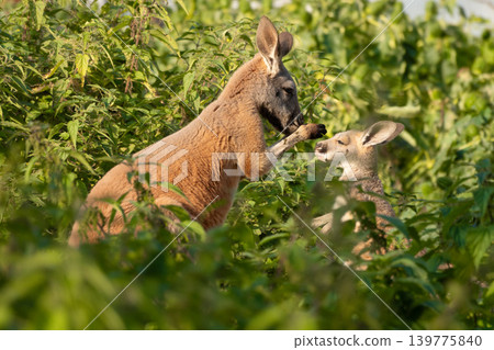 mother kangaroo teaches her baby on green background 139775840