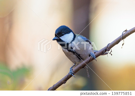 Familiar wild bird great tit with a cute chest tie Familiar wild bird great tit with a cute chest tie 139775851