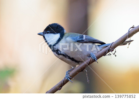 Familiar wild bird great tit with a cute chest tie Familiar wild bird great tit with a cute chest tie 139775852