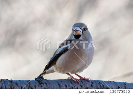A winter bird with a brown, thick and short beak. 139775950