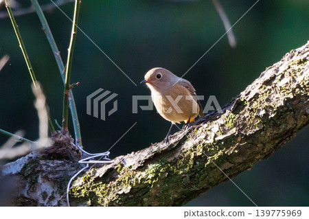 A female Daurian Redstart, a winter bird loved for its cute behavior and nicknamed Joviko. A female Daurian Redstart, a winter bird loved for its cute behavior and nicknamed Joviko. 139775969