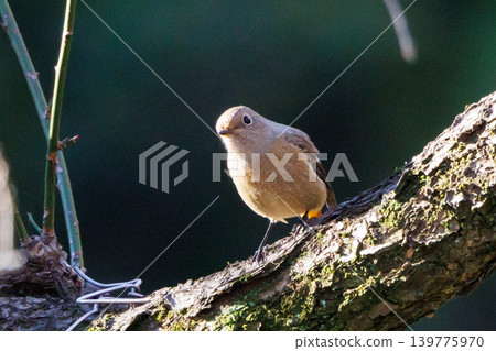 A female Daurian Redstart, a winter bird loved for its cute behavior and nicknamed Joviko. A female Daurian Redstart, a winter bird loved for its cute behavior and nicknamed Joviko. 139775970