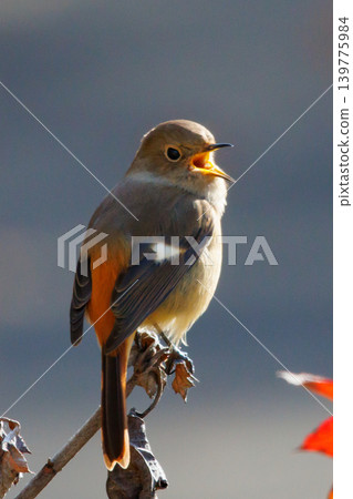 A female Daurian Redstart, a winter bird loved for its cute behavior and nicknamed Joviko. A female Daurian Redstart, a winter bird loved for its cute behavior and nicknamed Joviko. 139775984