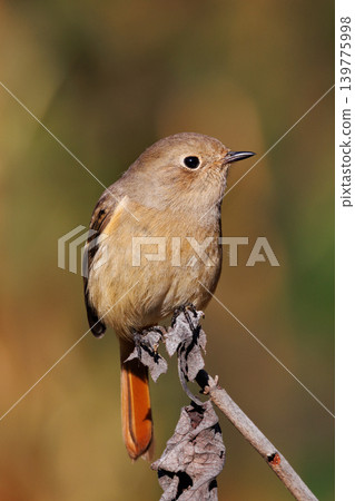 A female Daurian Redstart, a winter bird loved for its cute behavior and nicknamed Joviko. A female Daurian Redstart, a winter bird loved for its cute behavior and nicknamed Joviko. 139775998