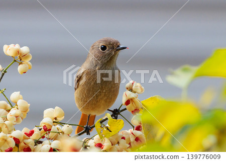 A female Daurian Redstart, a winter bird loved for its cute behavior and nicknamed Joviko. A female Daurian Redstart, a winter bird loved for its cute behavior and nicknamed Joviko. 139776009