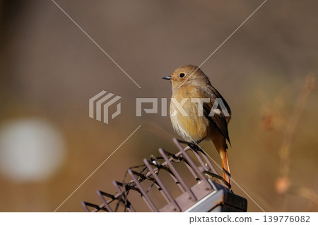 A female Daurian Redstart, a winter bird loved for its cute behavior and nicknamed Joviko. A female Daurian Redstart, a winter bird loved for its cute behavior and nicknamed Joviko. 139776082