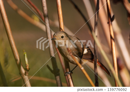 A female Daurian Redstart, a winter bird loved for its cute behavior and nicknamed Joviko. A female Daurian Redstart, a winter bird loved for its cute behavior and nicknamed Joviko. 139776092