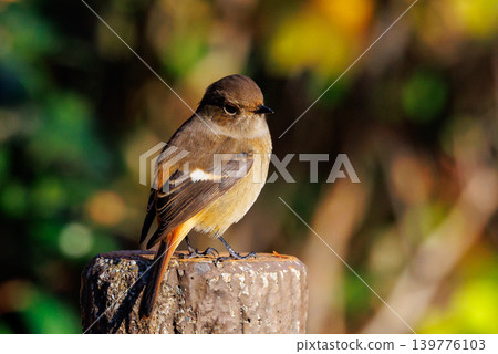 A female Daurian Redstart, a winter bird loved for its cute behavior and nicknamed Joviko. A female Daurian Redstart, a winter bird loved for its cute behavior and nicknamed Joviko. 139776103