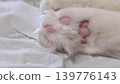 Cat's paws 139776143