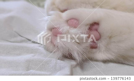 Cat's paws Cat's paws 139776143