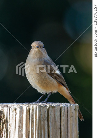 A female Daurian Redstart, a winter bird loved for its cute behavior and nicknamed Joviko. 139776157