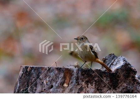 A female Daurian Redstart, a winter bird loved for its cute behavior and nicknamed Joviko. A female Daurian Redstart, a winter bird loved for its cute behavior and nicknamed Joviko. 139776164