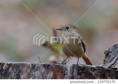 A female Daurian Redstart, a winter bird loved for its cute behavior and nicknamed Joviko. A female Daurian Redstart, a winter bird loved for its cute behavior and nicknamed Joviko. 139776170