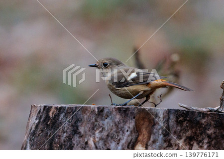 A female Daurian Redstart, a winter bird loved for its cute behavior and nicknamed Joviko. A female Daurian Redstart, a winter bird loved for its cute behavior and nicknamed Joviko. 139776171