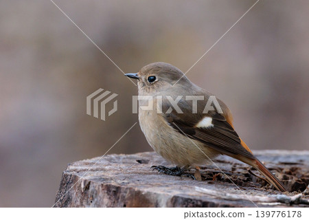 A female Daurian Redstart, a winter bird loved for its cute behavior and nicknamed Joviko. 139776178