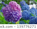 Hydrangea blooming in the clear of the rainy season 139776271